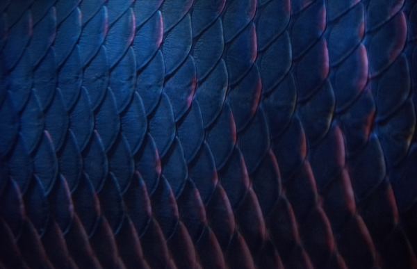 Blue and purple fish scales