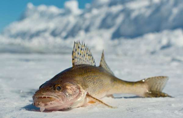 walleye fish on ice